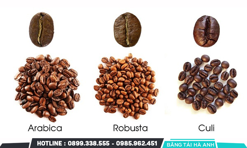 Các loại cà phê phổ biến
