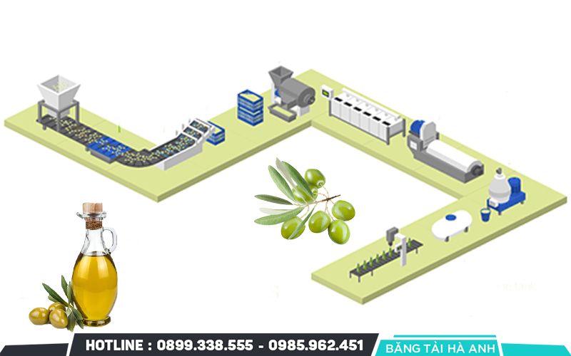 Quy trình sản xuất dầu oliu