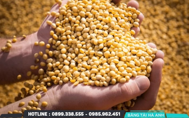 Quy trình bắt đầu bằng việc chọn lọc và phân loại đậu nành theo kích cỡ để đạt độ đồng đều