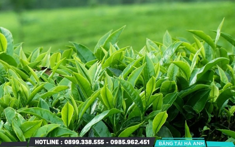 Lá trà được thu hái theo tiêu chuẩn nghiêm ngặt