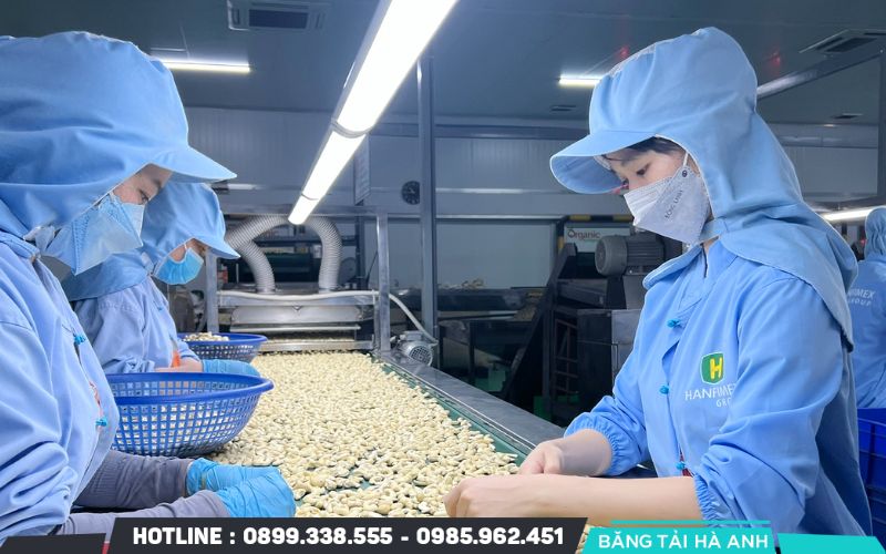 Trong dây chuyền sản xuất hạt điều, thường sử dụng băng tải PVC