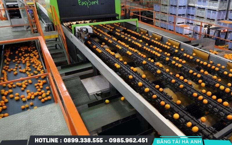 Các loại trái cây được máy tự động chia thành các nhóm kích cỡ đồng đều để đóng thùng xuất khẩu