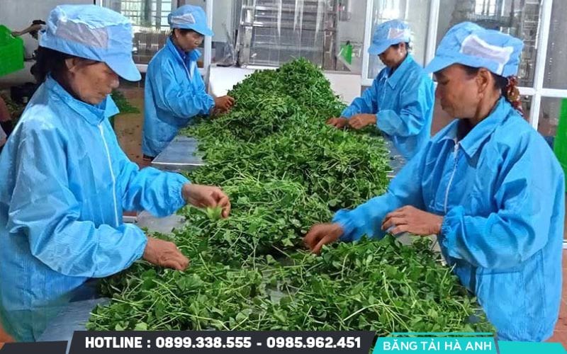 Nhân viên thực hiện loại bỏ những lá bị vàng úa, dập nát hoặc các loại cỏ dại lẫn trong nguyên liệu