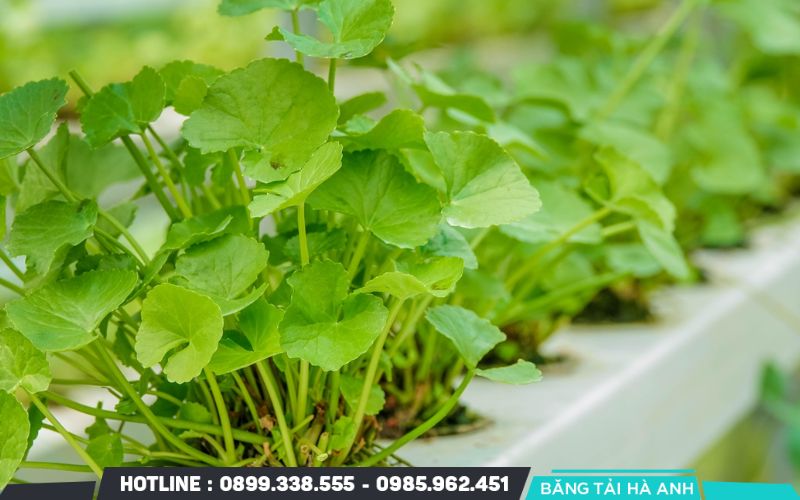 Lựa chọn giống rau má và phương pháp canh tác an toàn