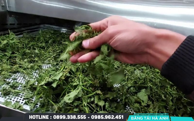 Rau má được đưa vào sấy lạnh