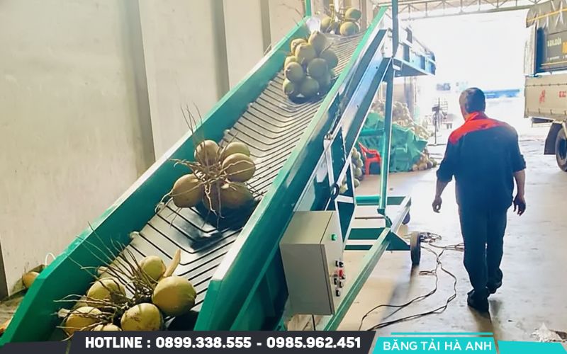Các loại băng tải lòng máng hoặc băng tải cao su được sử dụng để vận chuyển dừa trái từ kho chứa đến khu vực sơ chế